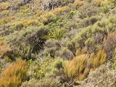 Cordyline indivisa