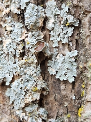 Punctelia bolliana