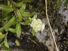 Anaphalioides trinervis