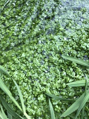 Callitriche stagnalis