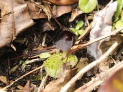 Corybas iridescens