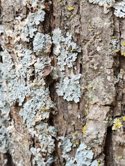 Punctelia bolliana