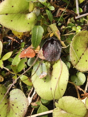 Corybas iridescens