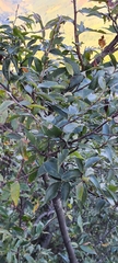 Photinia