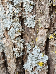 Punctelia bolliana