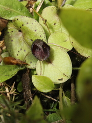 Corybas iridescens