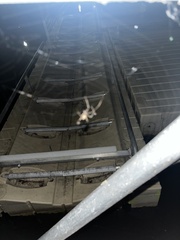 Acanthocephala declivis