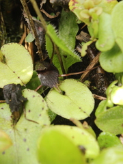 Corybas iridescens