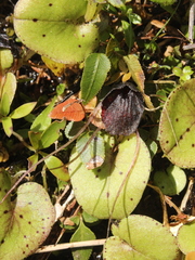 Corybas iridescens