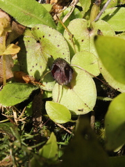 Corybas iridescens