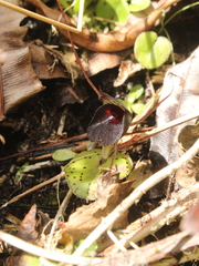 Corybas iridescens