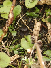 Corybas iridescens