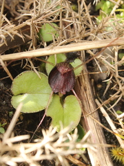 Corybas iridescens