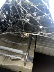 Acanthocephala declivis