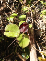 Corybas iridescens