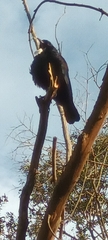 Prosthemadera novaeseelandiae