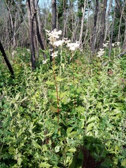 Filipendula palmata