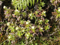 Anaphalioides trinervis
