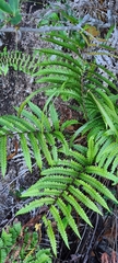 Pentarhizidium orientale
