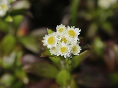 Anaphalioides trinervis