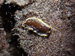 Pseudoceros prudhoei
