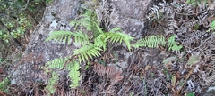 Pentarhizidium orientale