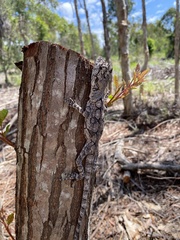 Chlamydosaurus kingii