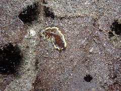 Pseudoceros prudhoei