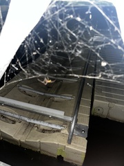 Acanthocephala declivis