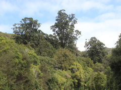 Metrosideros robusta