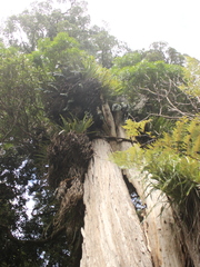 Metrosideros robusta
