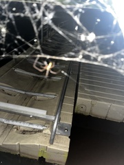 Acanthocephala declivis