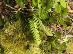 Notogrammitis heterophylla