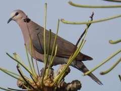 Streptopelia semitorquata