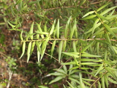Podocarpus laetus