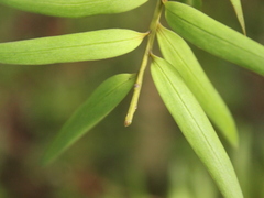 Podocarpus laetus