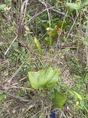 Passiflora herbertiana