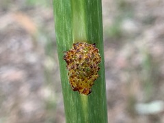 Xanthorrhoea minor lutea