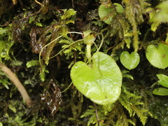Corybas rivularis