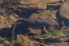Taricha sierrae