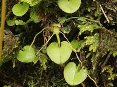 Corybas rivularis