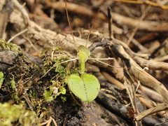 Corybas rivularis