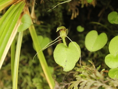 Corybas rivularis