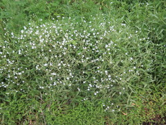 Stellaria radians