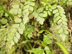 Adiantum cunninghamii