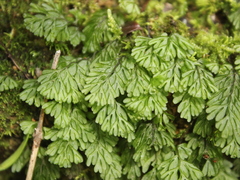 Hymenophyllum