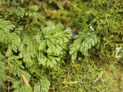 Hymenophyllum