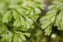 Hymenophyllum