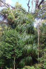 Freycinetia banksii