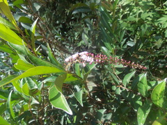 Citharexylum ligustrinum